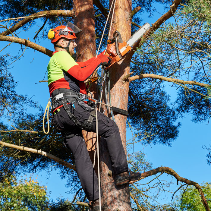 elagage asnieres-sur-oise